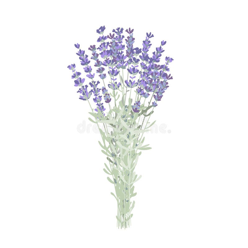 Elegant Lavender Flowers Bunch, Lavender Bouquet. Vector Illustration ...