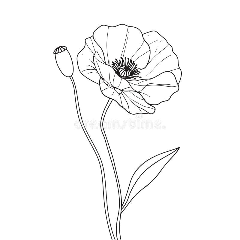 Elegant Line Drawing of a Wild Poppy Flower. Illustration for Invites ...