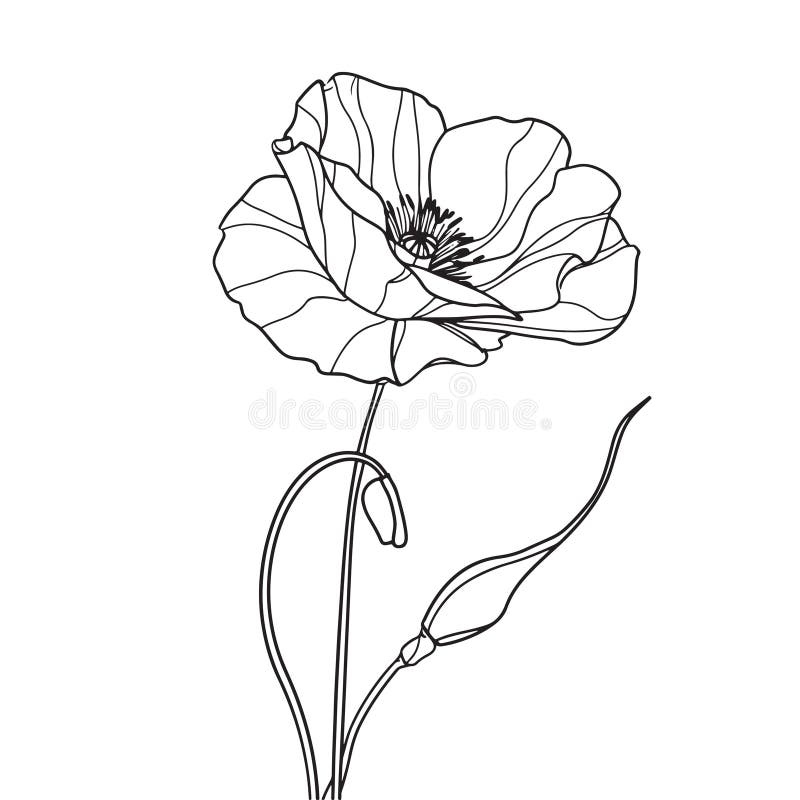 Elegant Line Drawing of a Wild Poppy Flower. Illustration for Invites ...