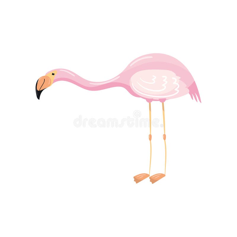 Elegant pink flamingo, exotic tropical bird vector Illustration