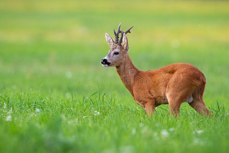 Elegant roe deer buck standing in morning wilderness and listening curiosuly