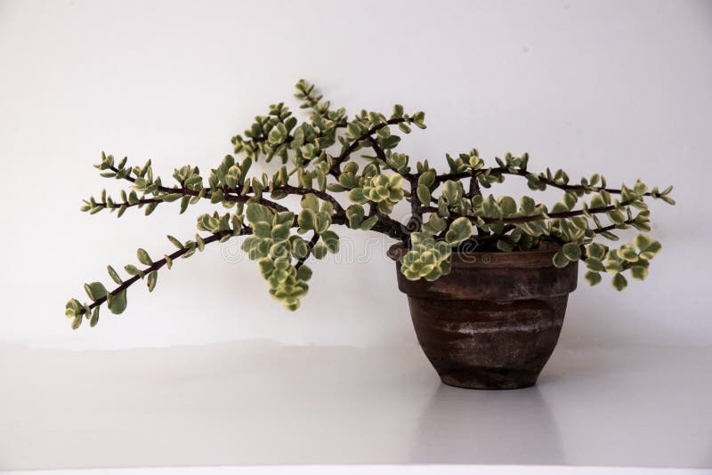 Elegant Small Succulent Plant on Clay Pot Stock Image Image of
