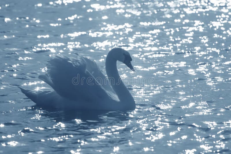 Elegant swan in a pond