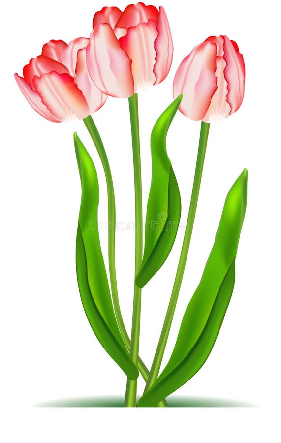 Elegant tulips