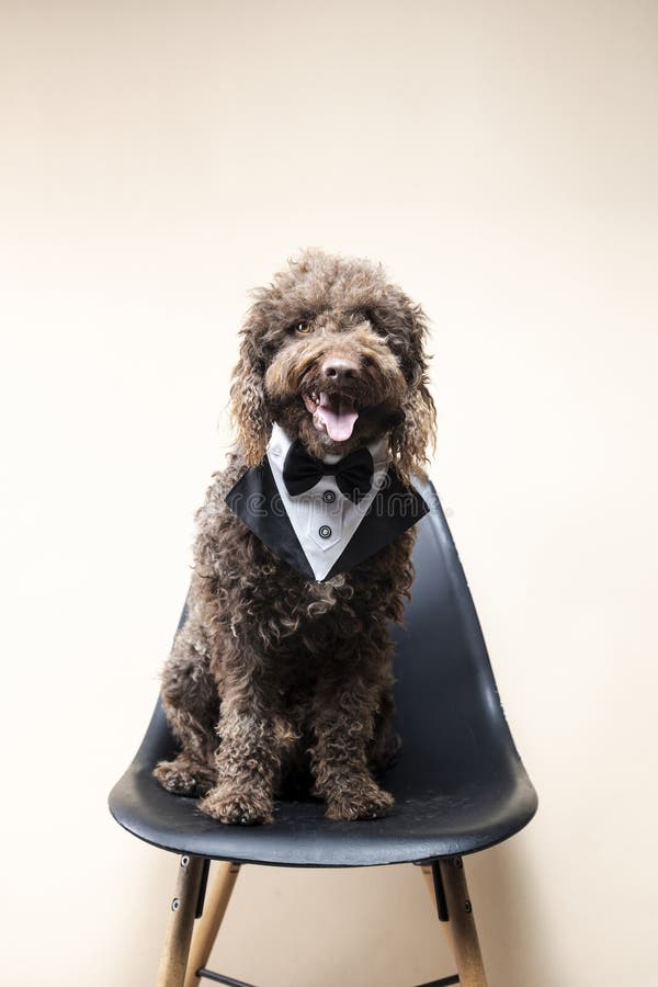 Elegant water dog in a tuxedo sitting on a chair. Celebration concept