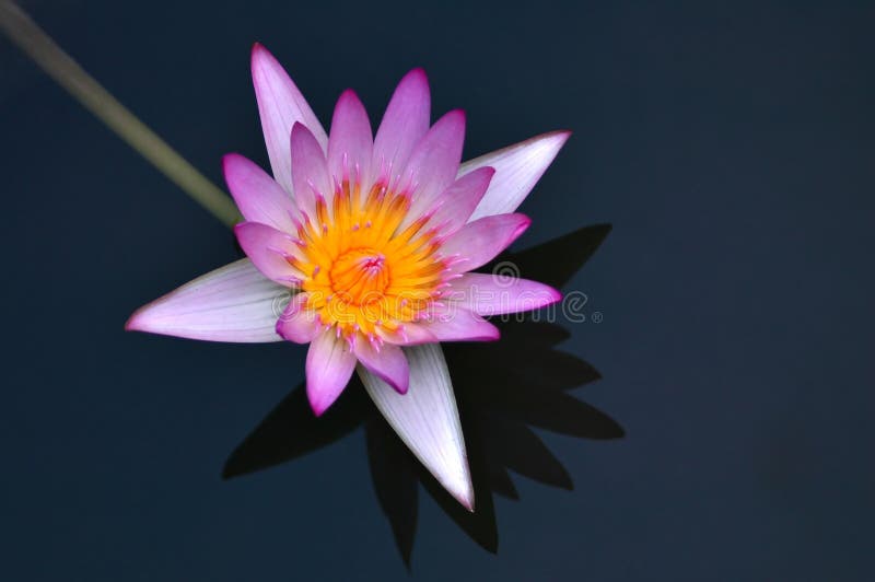 Water Lily Close Up stock image. Image of blooms, closeup 6678125