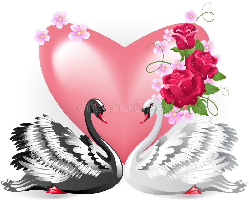 Elegant white and black swans