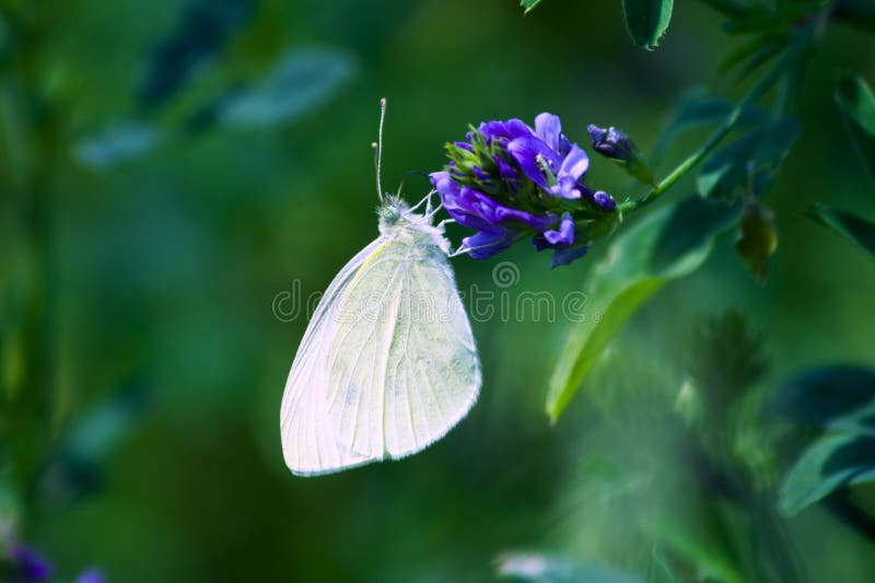 Elegant white butterfly