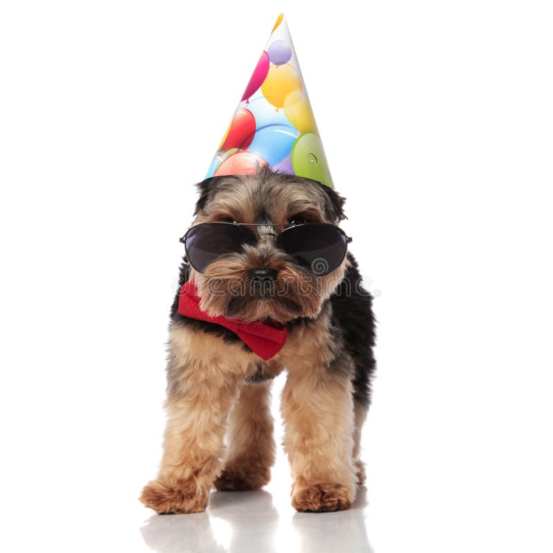 Elegant Yorkshire terrier Purtând ochelari de soare în picioare stock images
