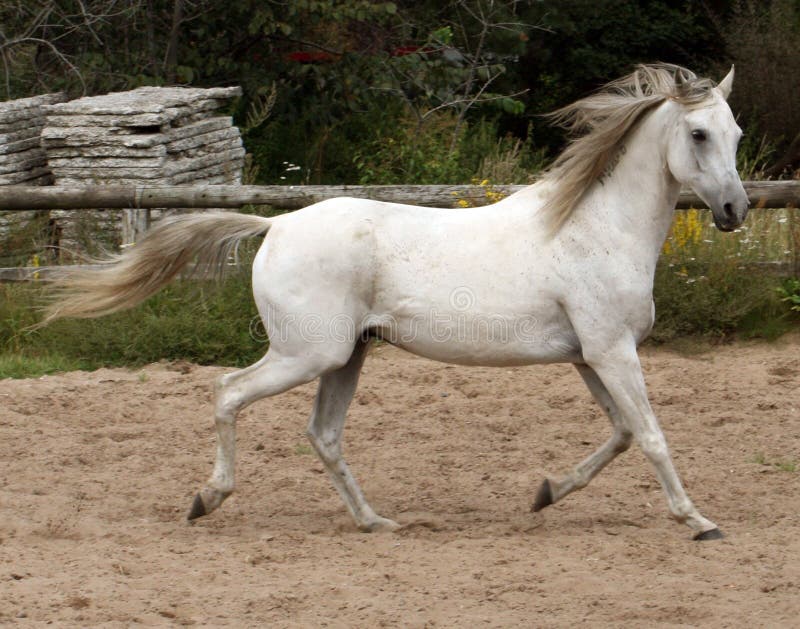 Grey OX arab from Denmark. 12 yo gelding, very photogenic. I have more stock photos of him. Elegant has appeared in danish equine magazines several times. Grey OX arab from Denmark. 12 yo gelding, very photogenic. I have more stock photos of him. Elegant has appeared in danish equine magazines several times.