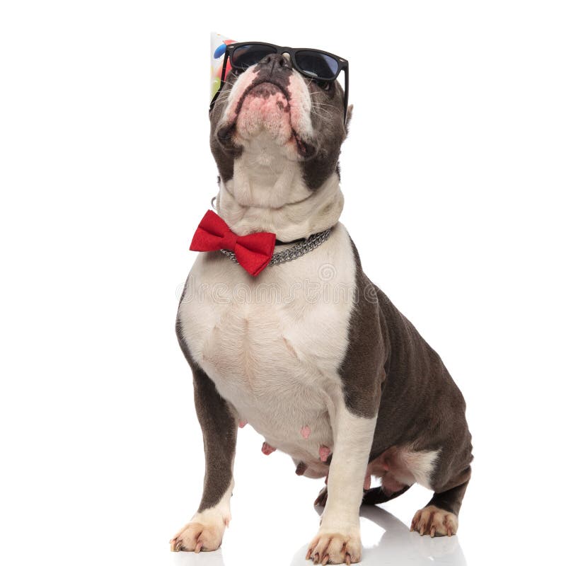 Eleganta petrecere de bataie americana cu ochelari de soare se uita in sus stock photos