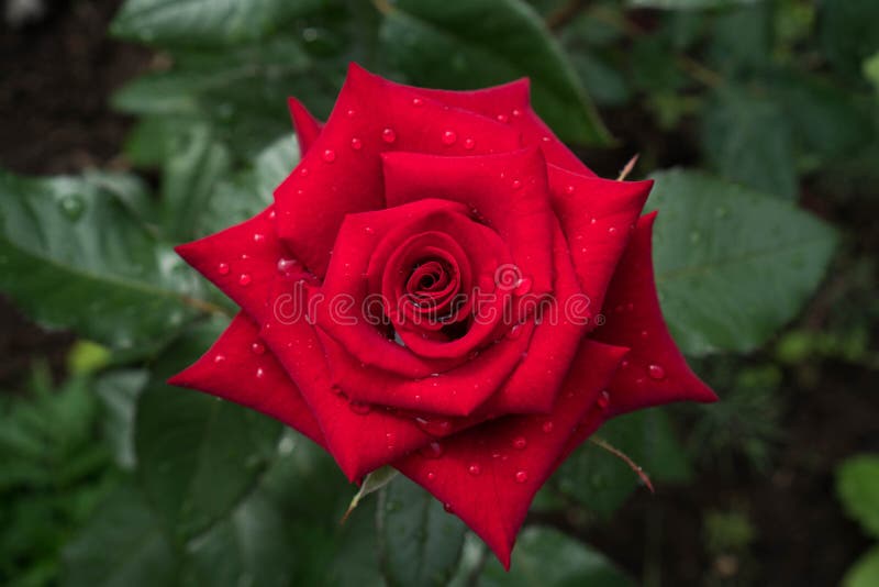 Elegante rote rosafarbene Knospe mit Wassertröpfchen auf den Blumenblättern wird im Grün untergetaucht Saftige Valentinstaggrußka lizenzfreie stockfotografie Elegante rote rosafarbene Knospe mit Wassertröpfchen auf den Blumenblättern wird im Grün untergetaucht Saftige Valentinstaggrußka lizenzfreie stockfotografie