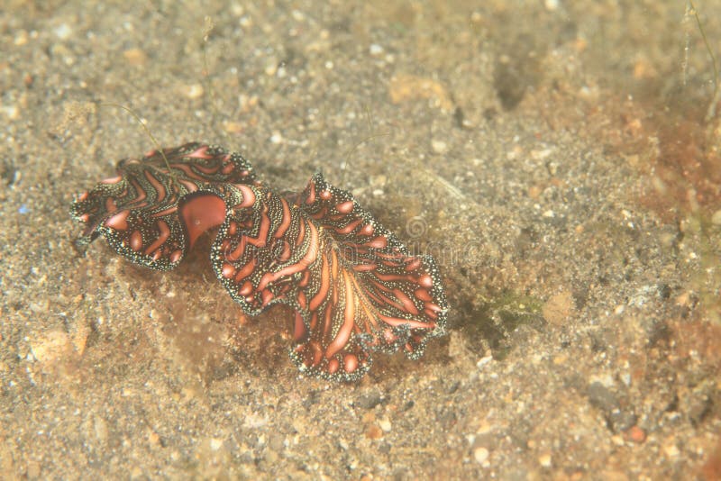 Flacher Wurm stockbild. Bild von unterwasser, tier, ozean 37222087