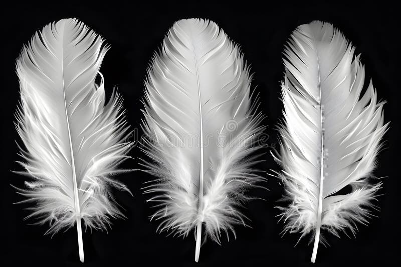 Elegantes Trio weißer Federn auf schwarzem Hintergrund für Natur- und Designkonzepte generative ai stock abbildung
