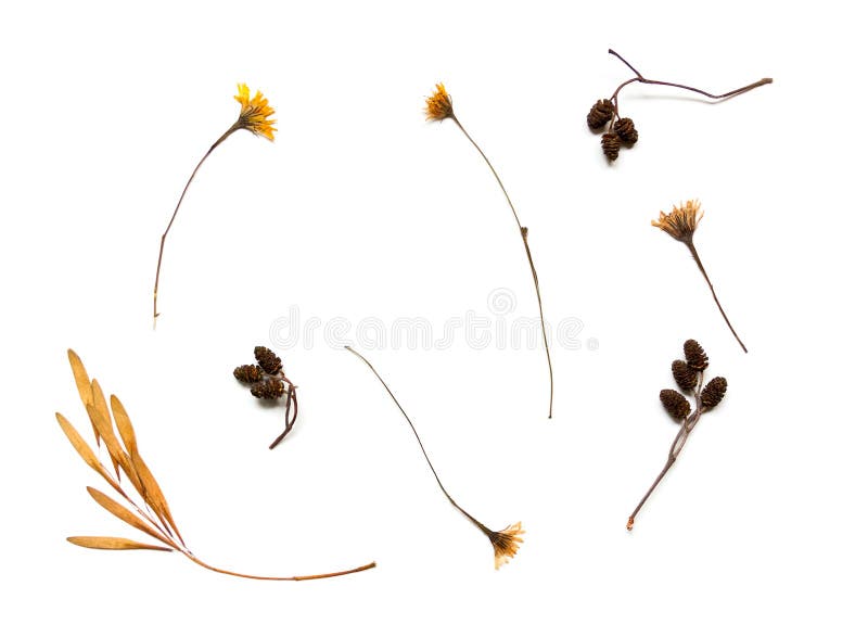 Elemente des Herbstherbariums Baumsamen, Grashalm und trockene Wildblumen lizenzfreies stockbild Elemente des Herbstherbariums Baumsamen, Grashalm und trockene Wildblumen lizenzfreies stockbild