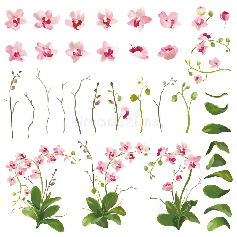 Elementi floreali dei fiori tropicali dell'orchidea nello stile dell'acquerello illustrazione vettoriale