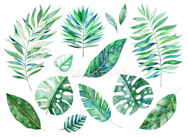 Elementi floreali dell'acquerello dipinto a mano E royalty illustrazione gratis