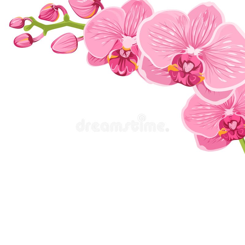 Elemento del marco de la esquina de la flor del phalaenopsis de la orquídea libre illustration Elemento del marco de la esquina de la flor del phalaenopsis de la orquídea libre illustration