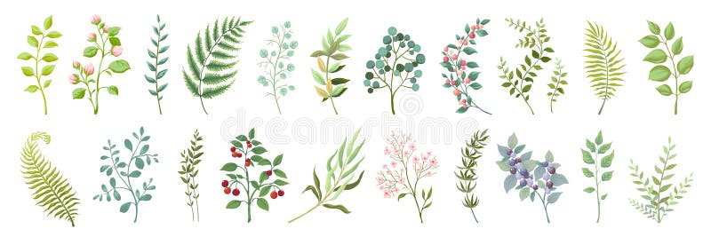 Elementos botánicos Flores salvajes de moda y colección verde de las ramas, de las plantas y de las hojas Verdor del vintage del