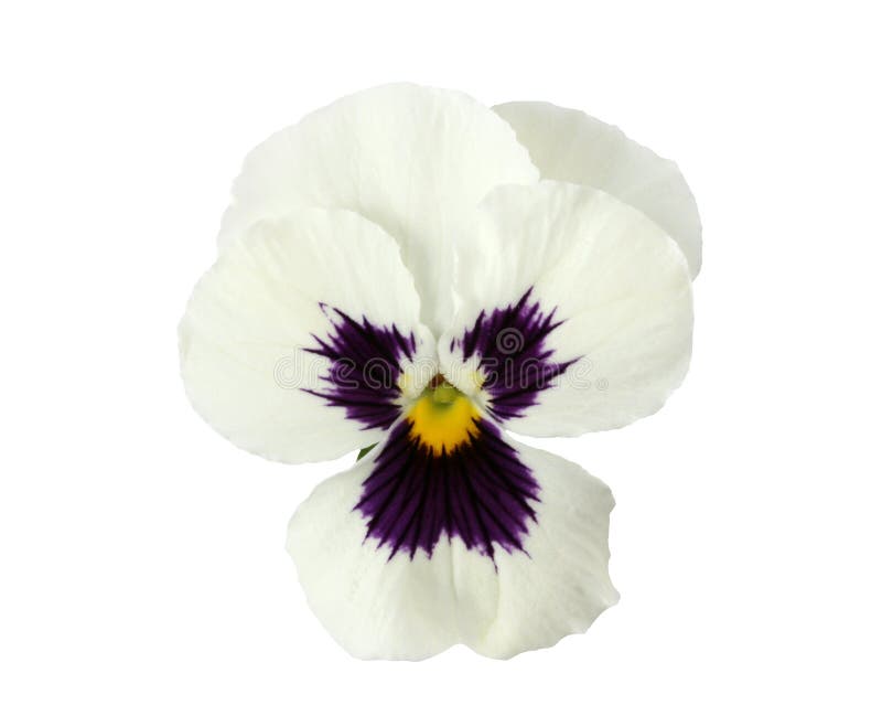 Elementos del diseño: Pensamiento blanco imagenes de archivo Elementos del diseño: Pensamiento blanco imagenes de archivo