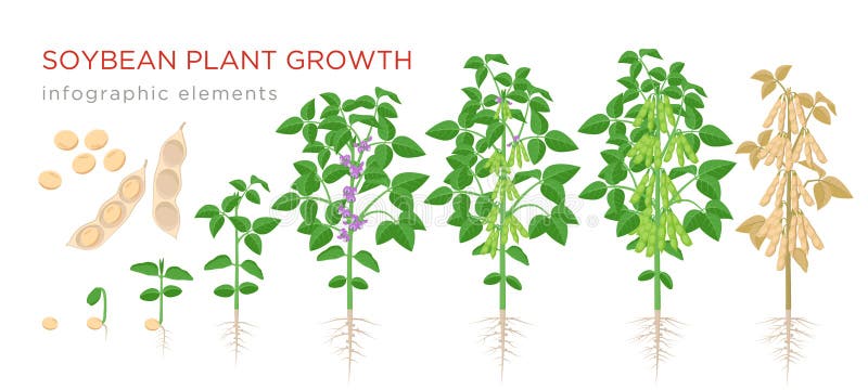 Elementos infographic das fases do crescimento vegetal do feijão de soja Processo crescente de grãos de soja das sementes, broto ilustração stock Elementos infographic das fases do crescimento vegetal do feijão de soja Processo crescente de grãos de soja das sementes, broto ilustração stock