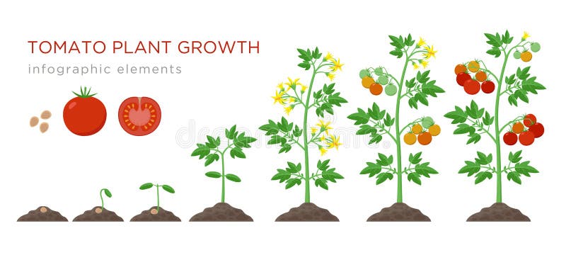 Elementos infographic das fases do crescimento vegetal do tomate no projeto liso O processo de plantação de tomate das sementes b ilustração do vetor Elementos infographic das fases do crescimento vegetal do tomate no projeto liso O processo de plantação de tomate das sementes b ilustração do vetor