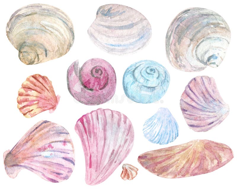 Watercolor colorful shell clip art.