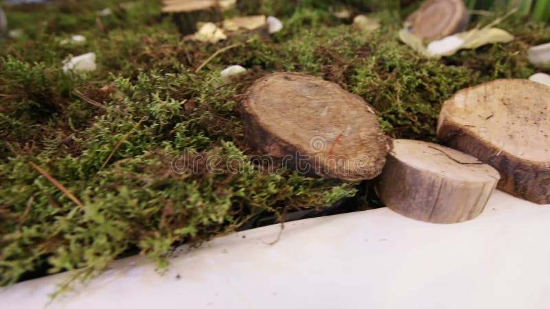 Elements decor Wedding ceremony stock video