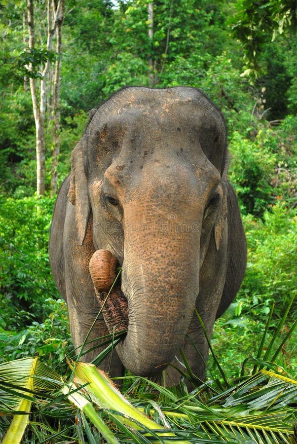 Elephant in jungle stock photo. Image of tusks, elephant 13600186