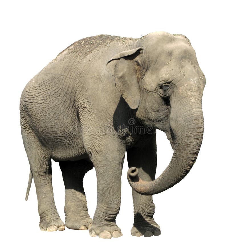 Side View Of An African Elephant Lifting Its Trunk, Isolated Stock