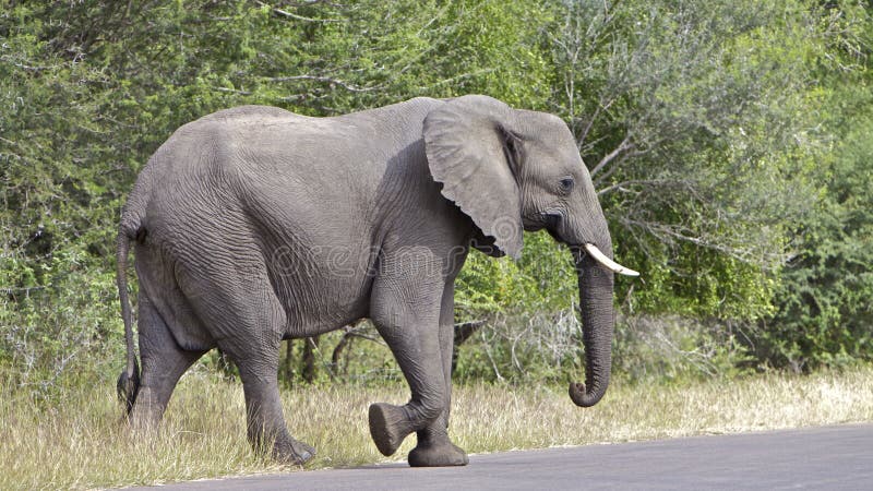 Elephant