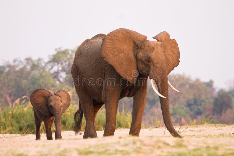Elephant stock image
