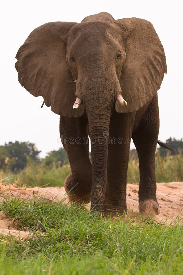 Elephant stock photography