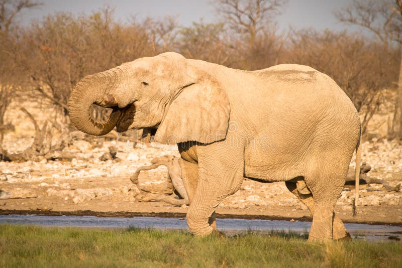 Elephant royalty free stock photography
