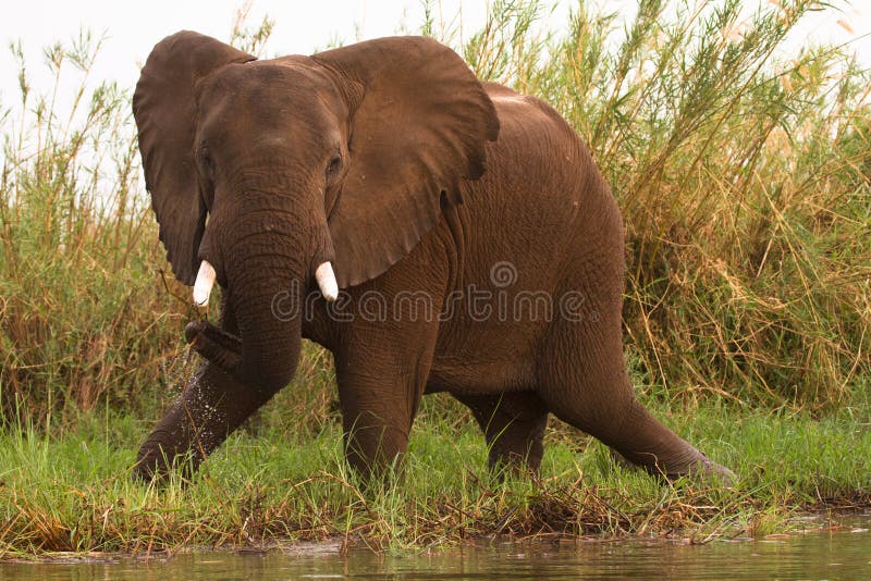 Elephant stock photo