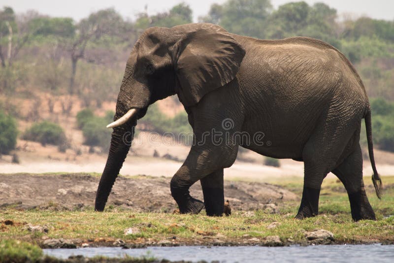Elephant royalty free stock photo