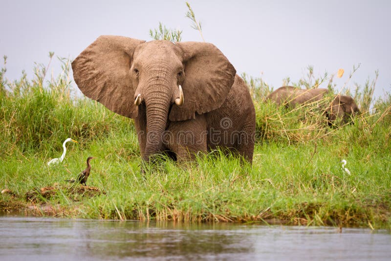 Elephant royalty free stock images Elephant royalty free stock images