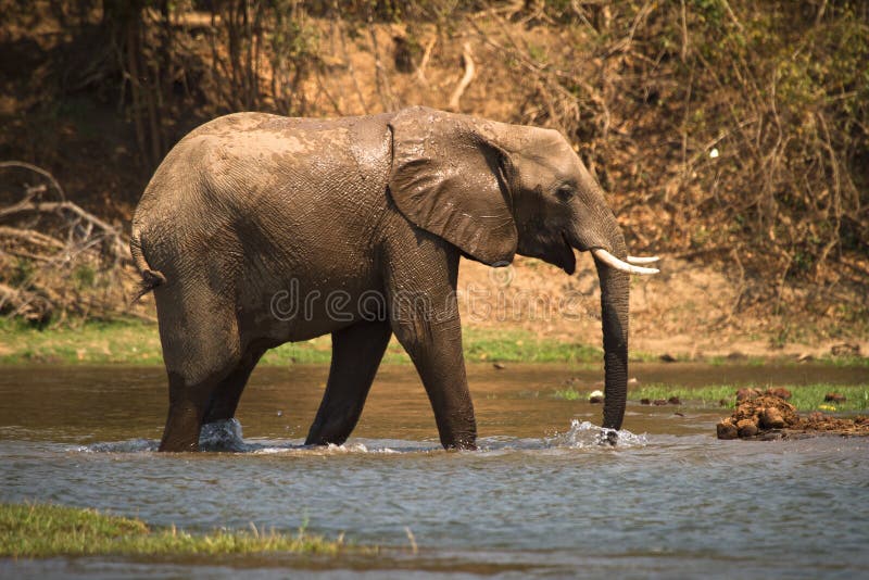 Elephant royalty free stock photography