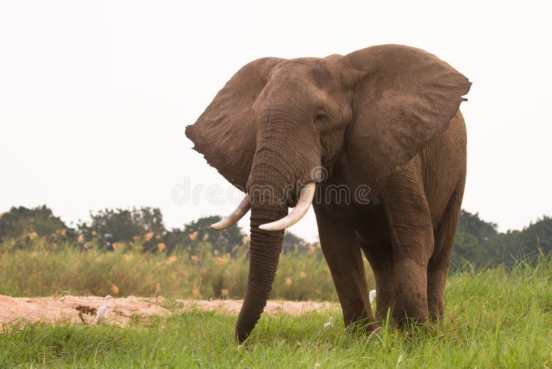Elephant royalty free stock photos