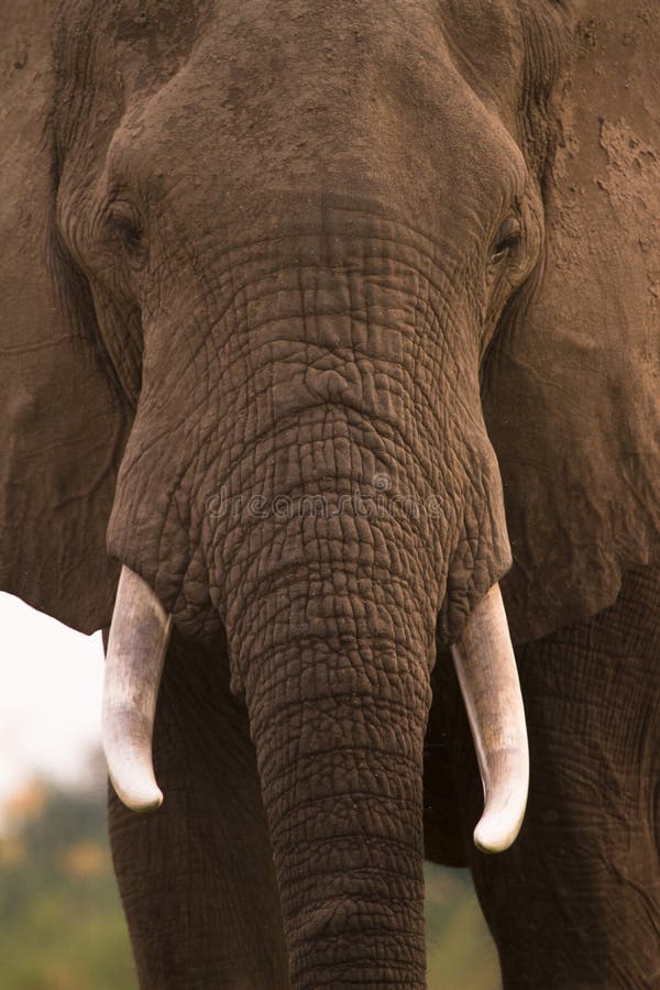 Elephant royalty free stock photo