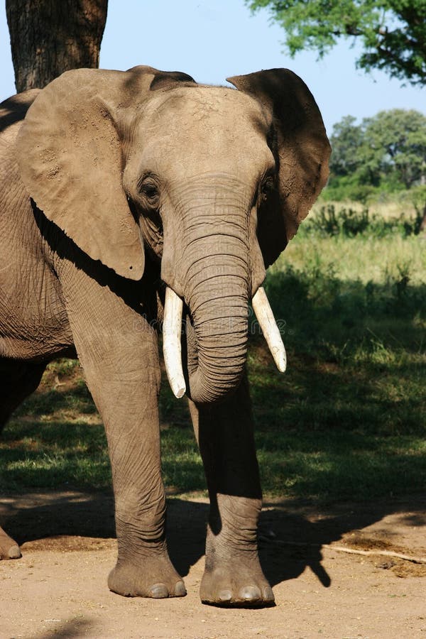 Elephant stock images