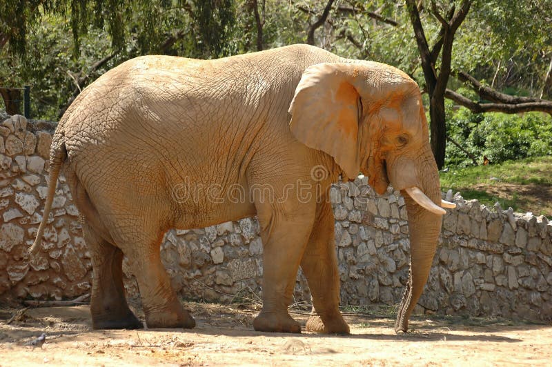 Elephant royalty free stock images