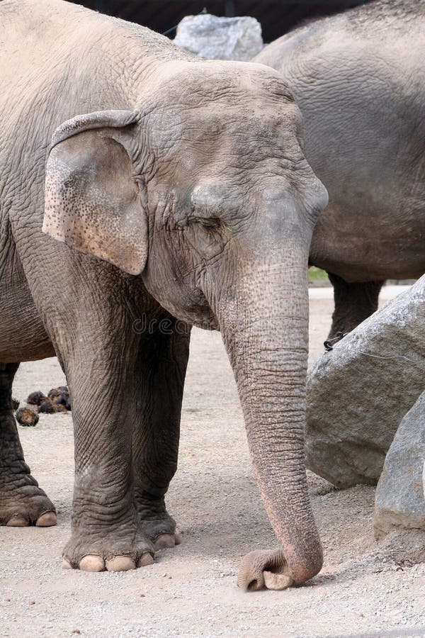 Elephant stock photo. Image of large, asian, wild, slow - 6965166