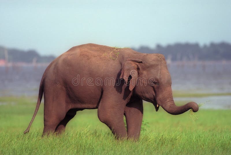 Zebu (Indian Humped Ox) are Standing on the Beach Stock Image Image