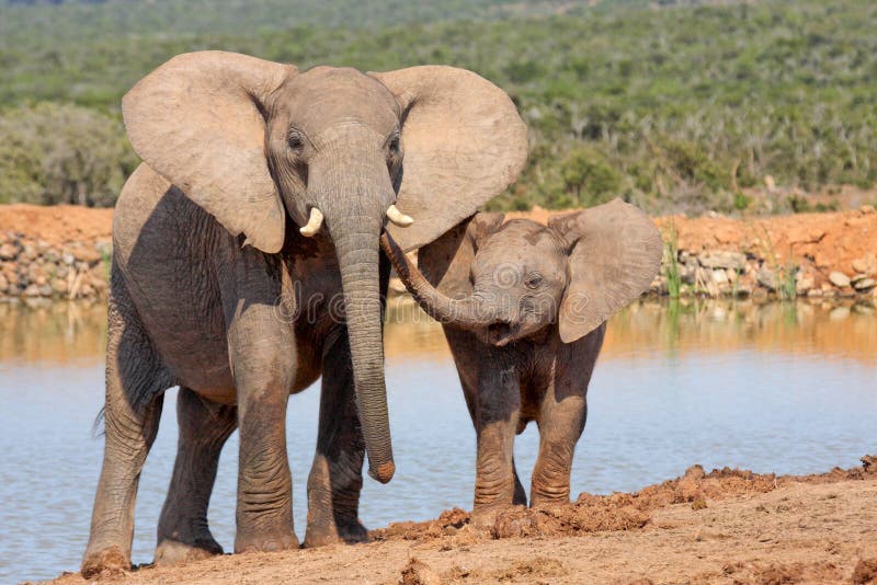Elephant affection stock photography
