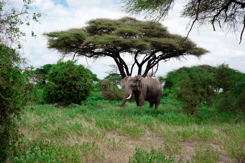 Elephant from Africa