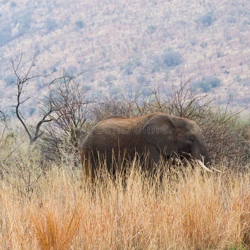 Elephant amongst the long grass. royalty free stock photography