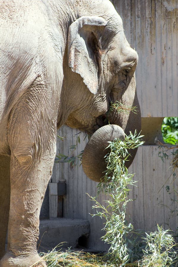 Elephant eating plants stock photo. Image of grass, orphanage 3938828