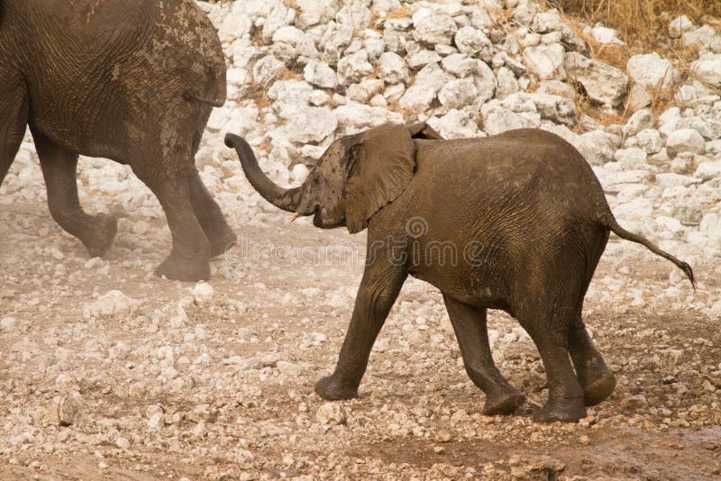Elephant with baby stock image. Image of kenya, beast 17926707