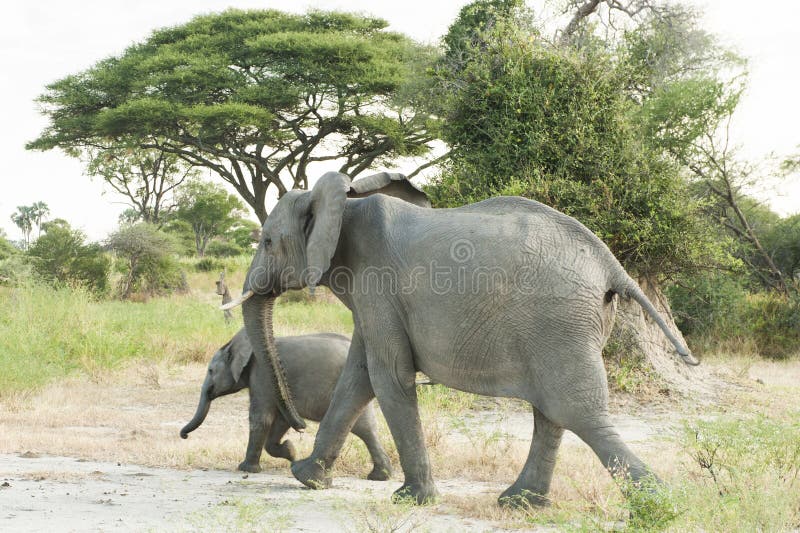Elephant with baby royalty free stock photography Elephant with baby royalty free stock photography
